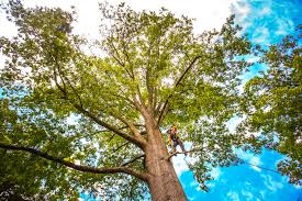 Best Soil Testing and Treatment  in St George, MO