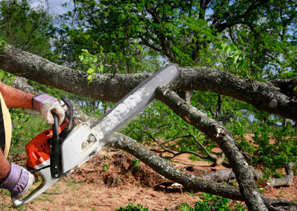 How Our Tree Care Process Works  in  St George, MO